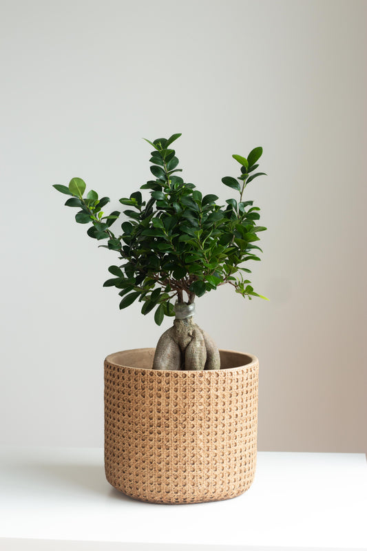 Ficus Bonsai