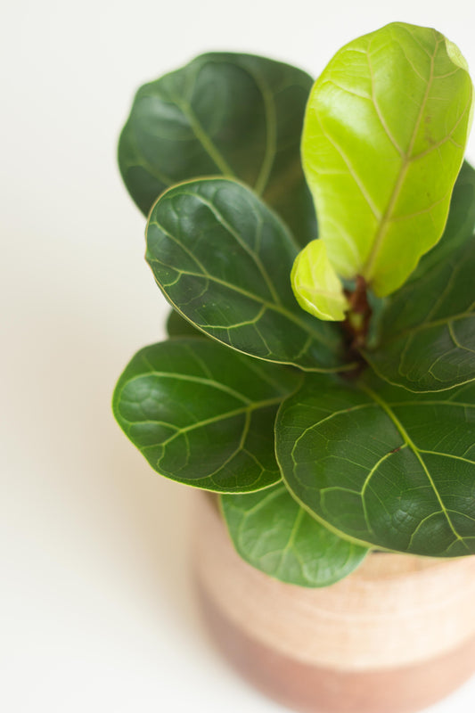 Fiddle Leaf Fig