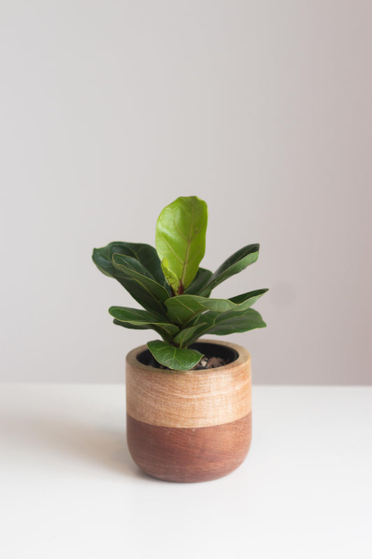 Fiddle Leaf Fig