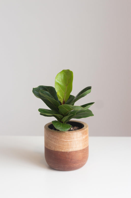 Fiddle Leaf Fig