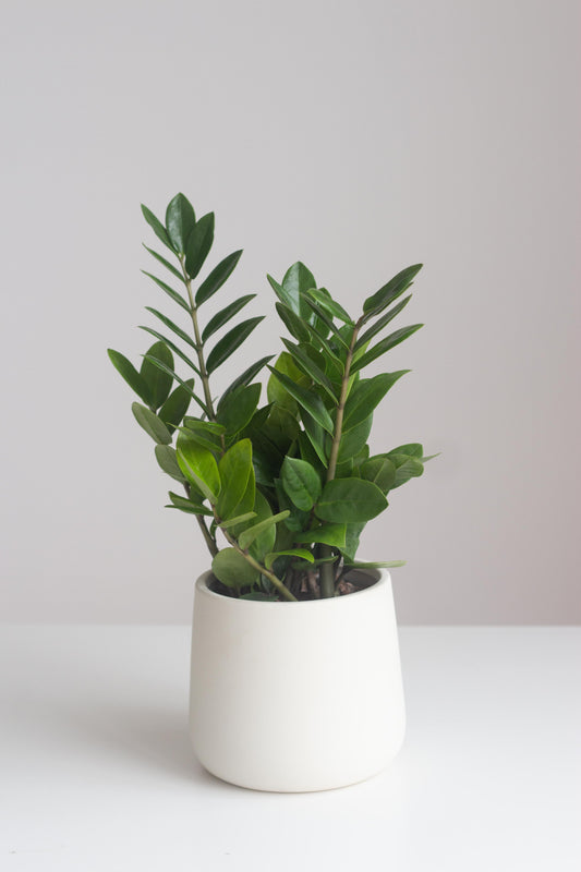 ZZ Plant