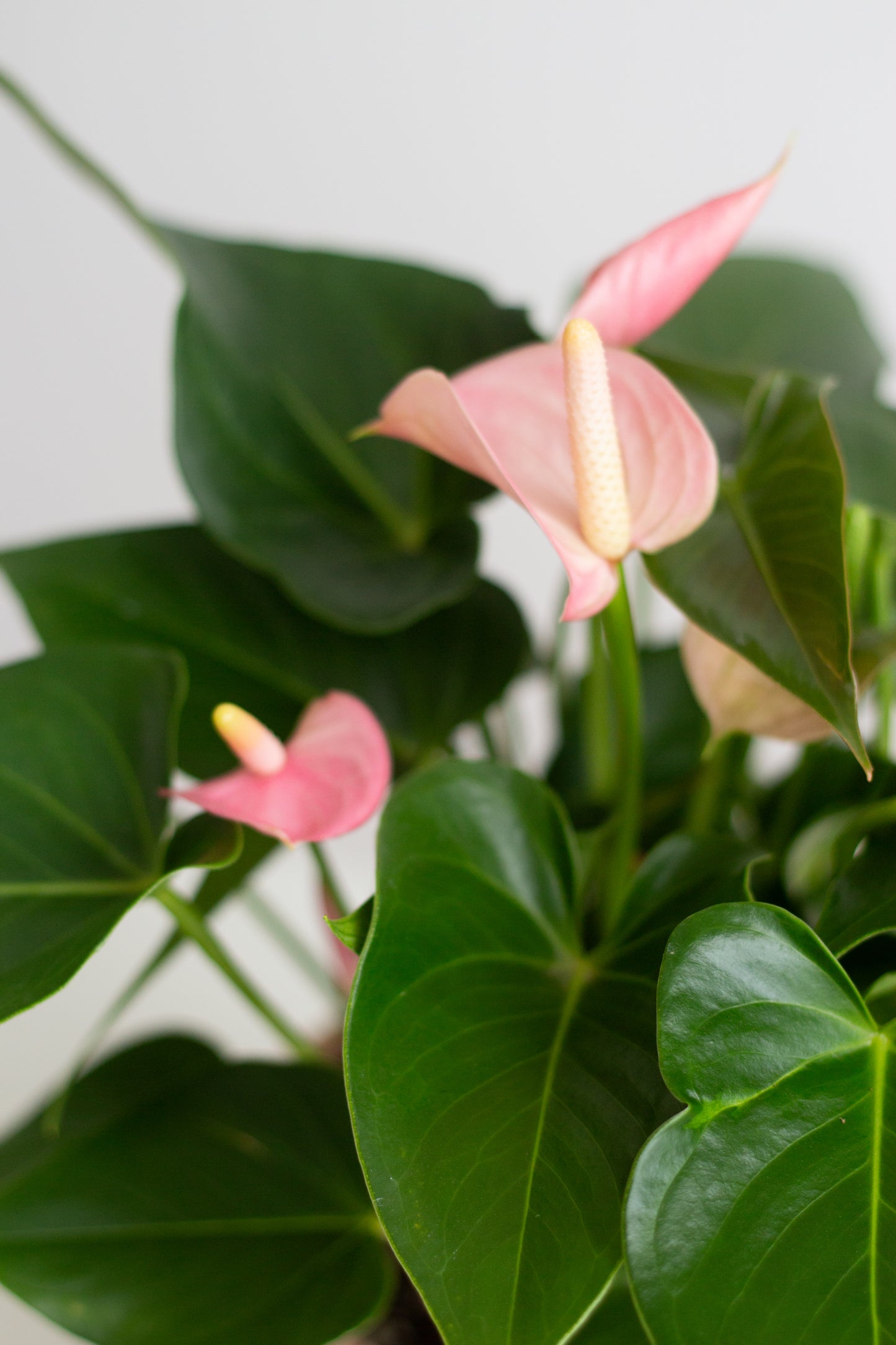 pink bird anthurium Anthurium Pink – Bloomspace