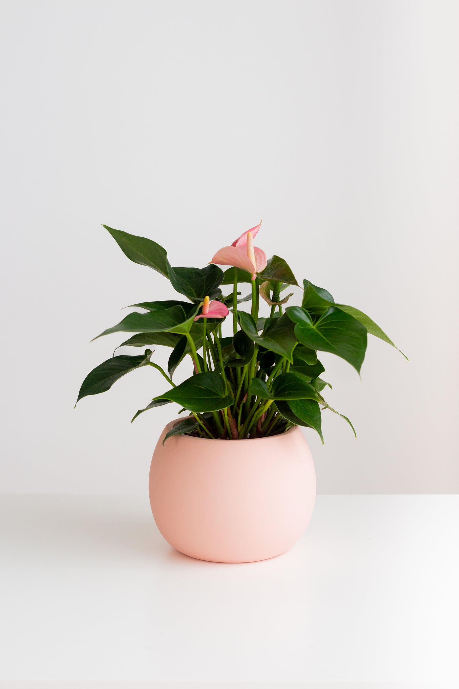 anthurium pink 40cm house plants delivered Anthurium Pink – Bloomspace