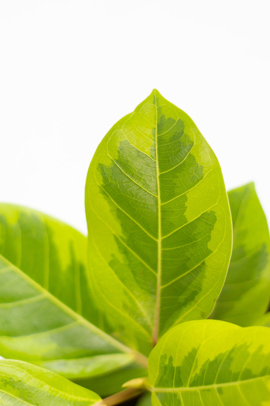 Ficus Altissima