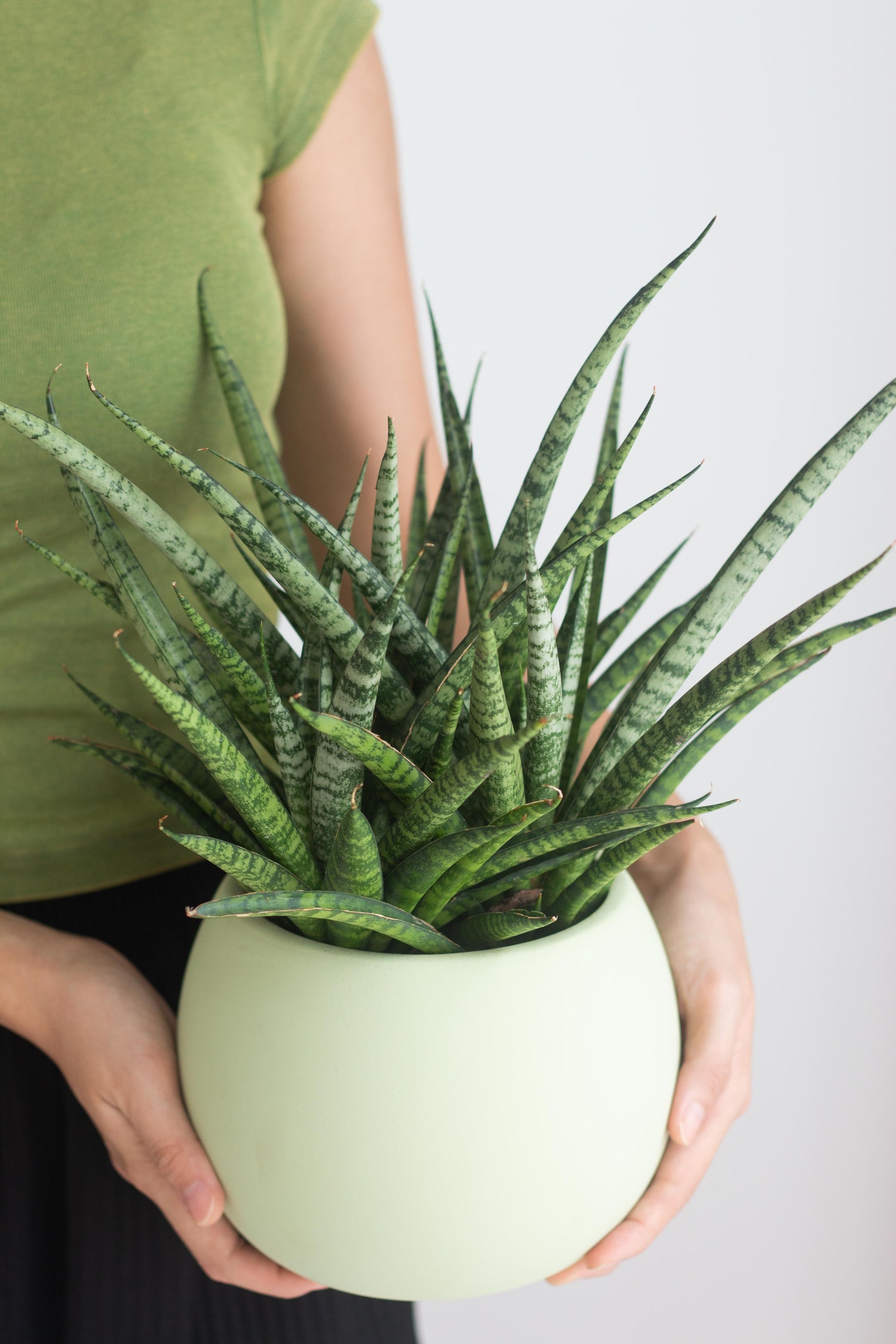 sansevieria fernwood height Sansevieria Fernwood – Bloomspace