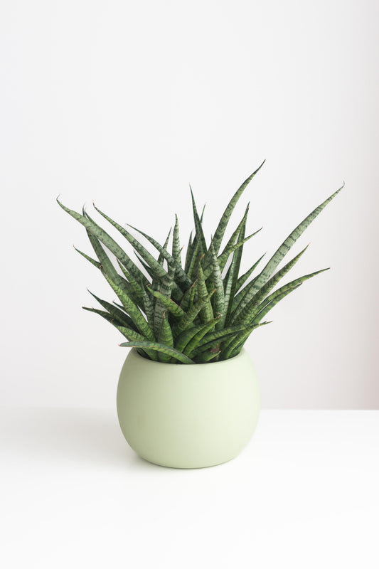 Sansevieria Fernwood