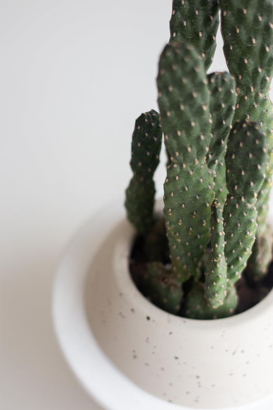 Opuntia Ficus Indica
