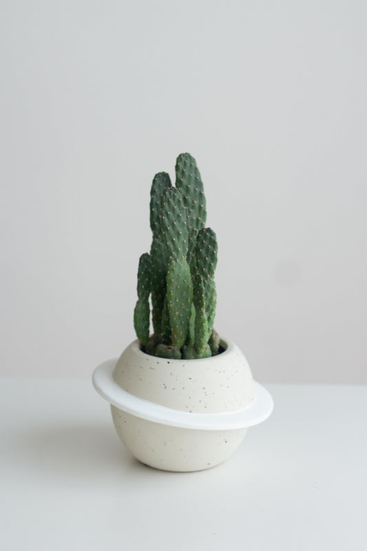 Opuntia Ficus Indica