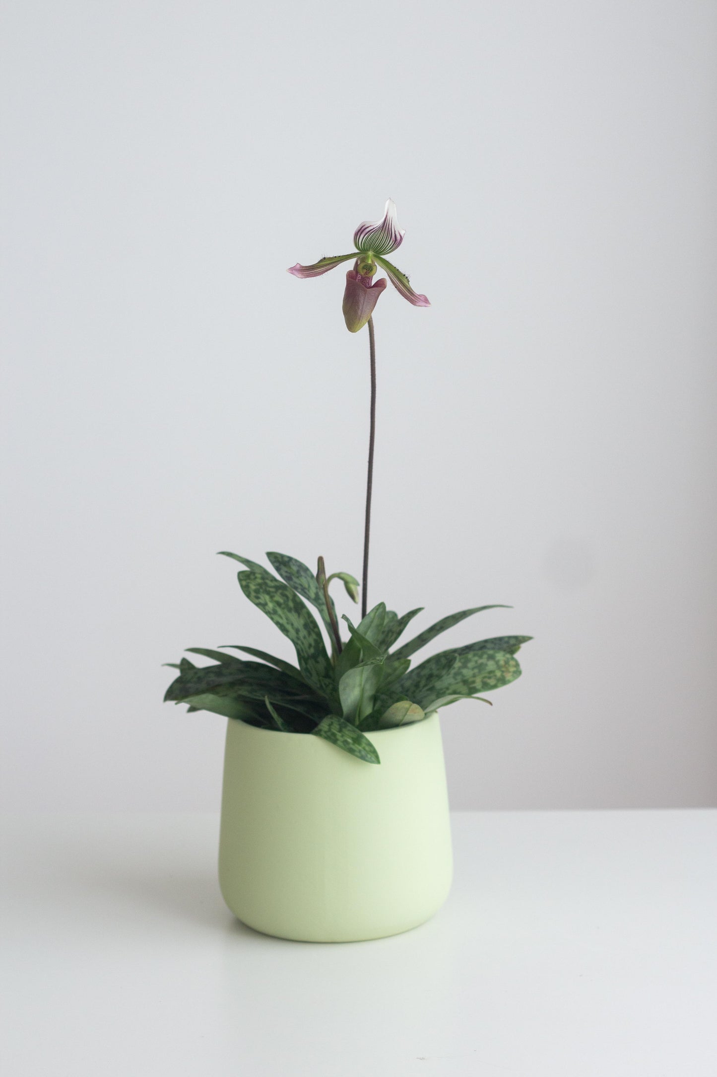 Paphiopedilum Orchid