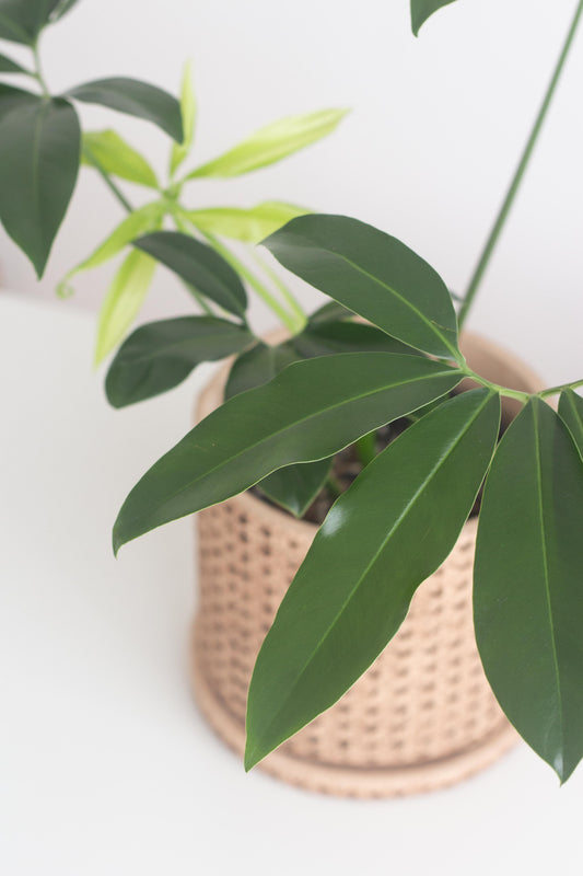 Philodendron Goeldii