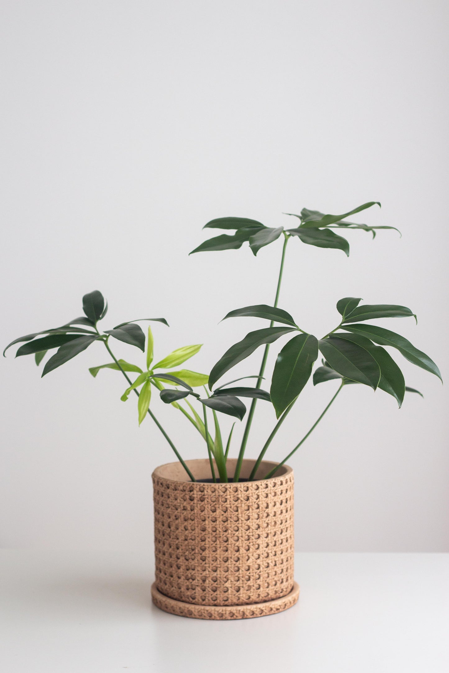 philodendron goeldii plant Philodendron Goeldii – Bloomspace