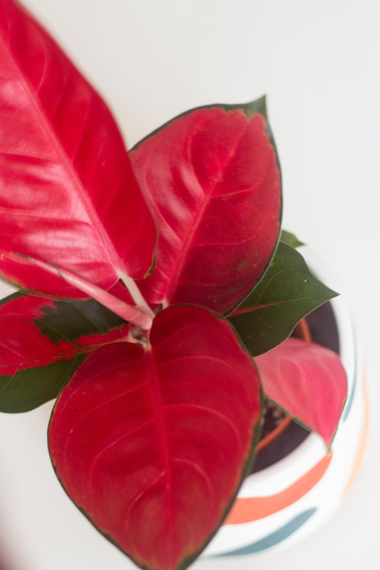 Aglaonema Red