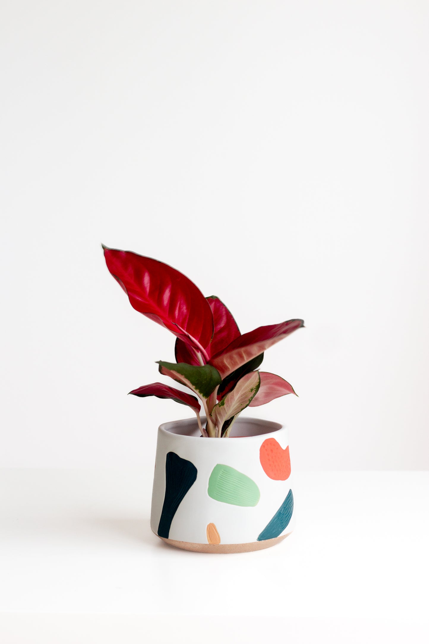 red aglaonema pronunciation Aglaonema Red – Bloomspace
