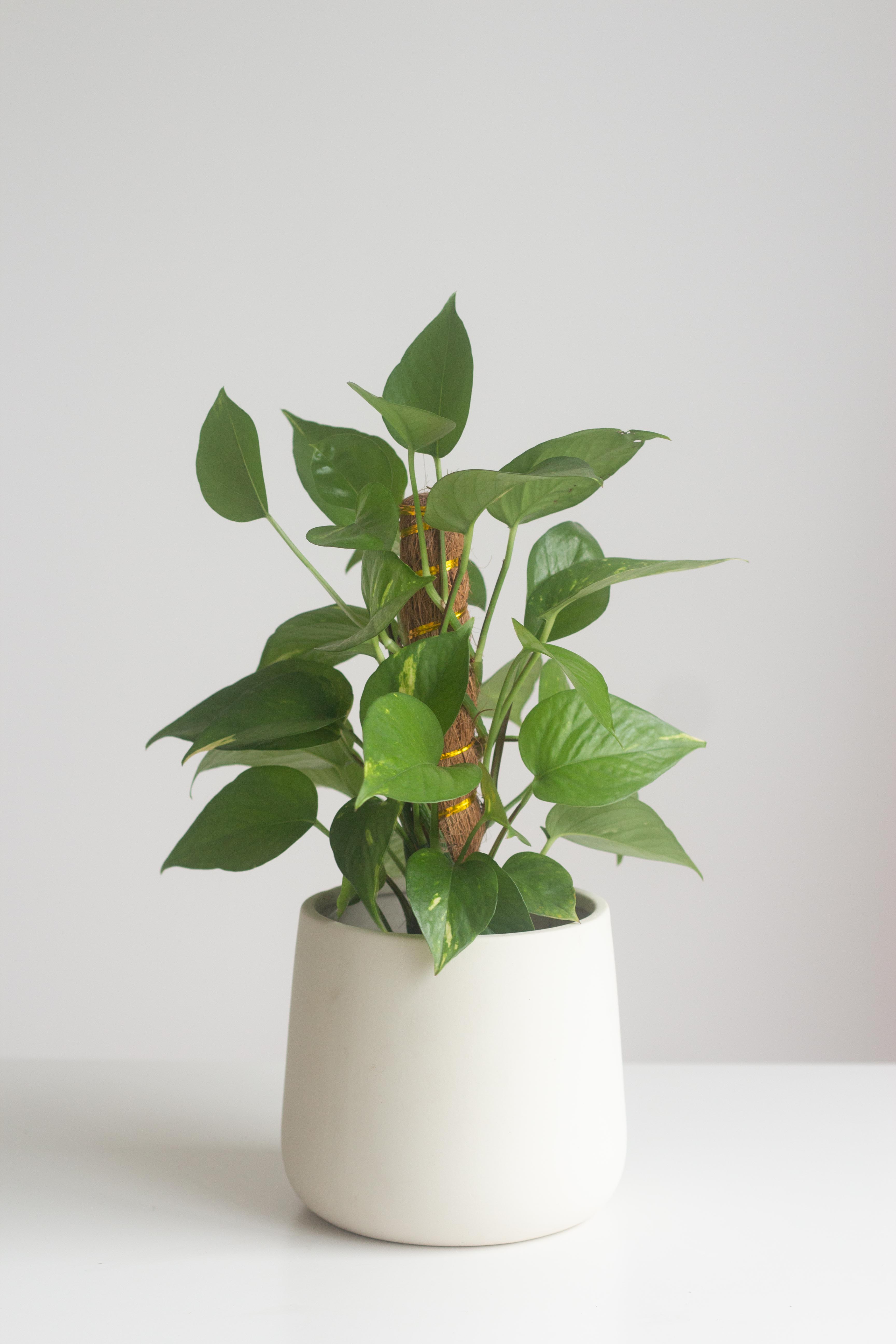 Pothos Golden Premium