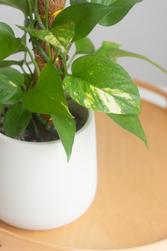 Golden Pothos