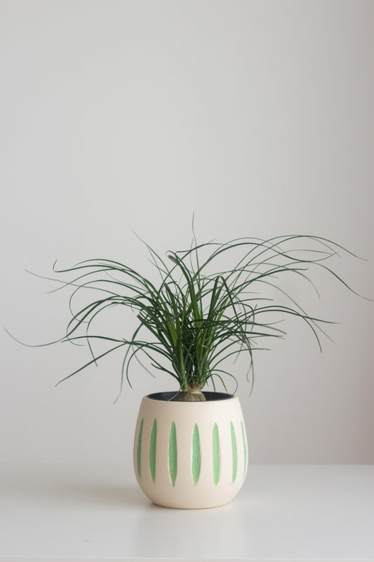 Ponytail Palm