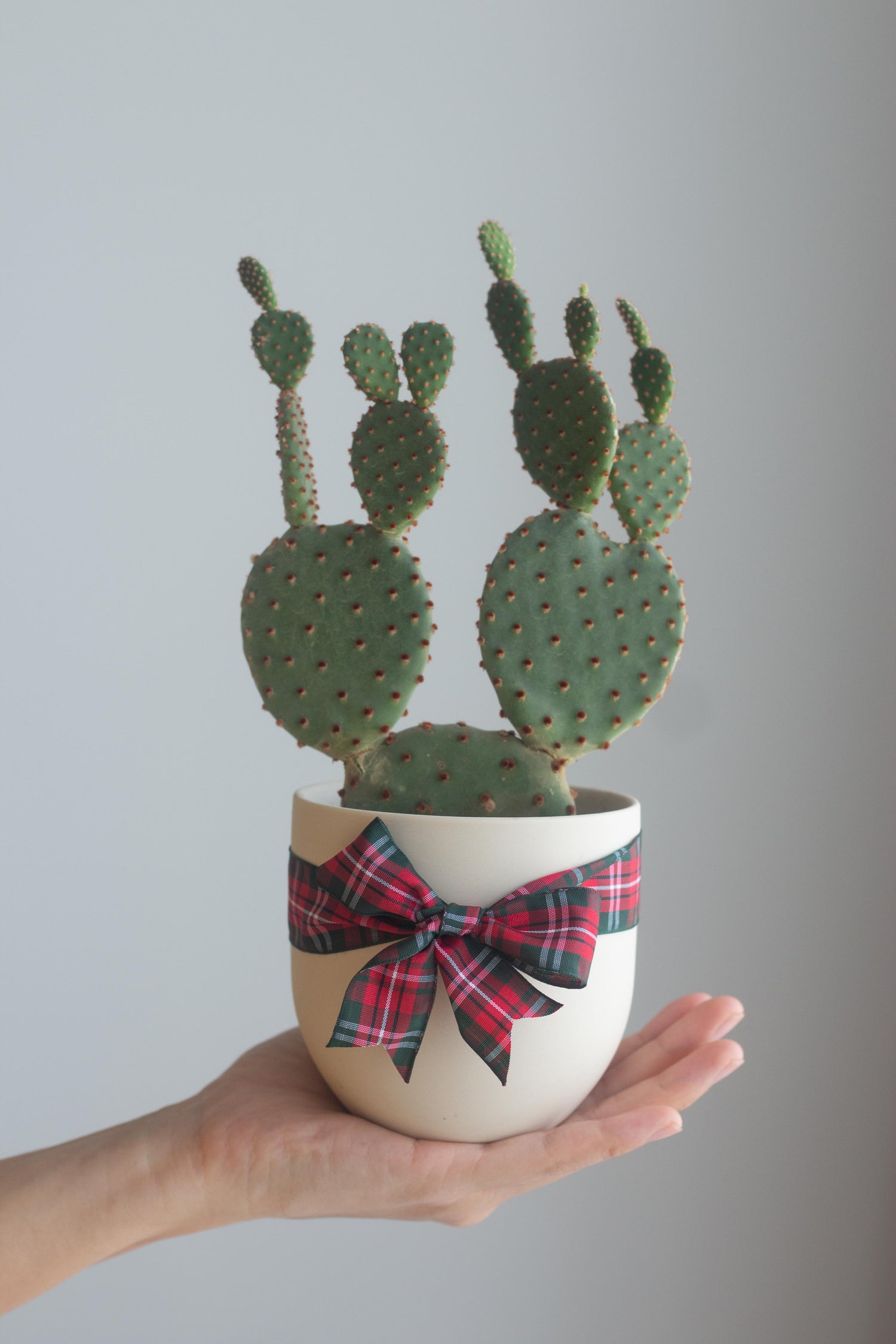 prickly pear bunny ear cactus Bunny Ear Cactus – Bloomspace