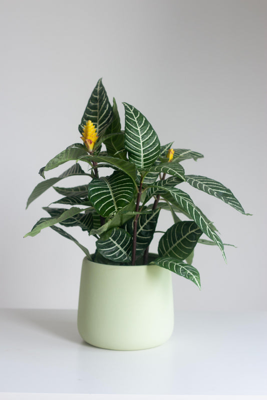 Zebra Plant