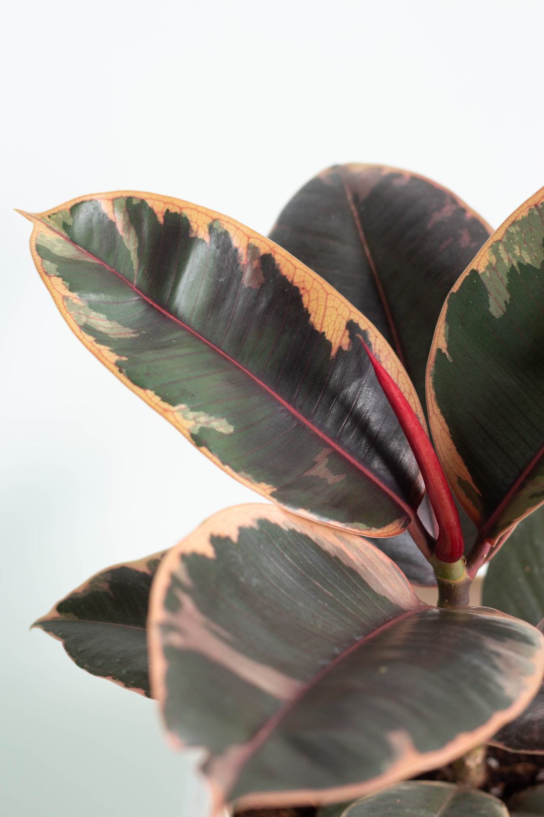 Ruby Ruber Plant Ruby Rubber Plant – Bloomspace