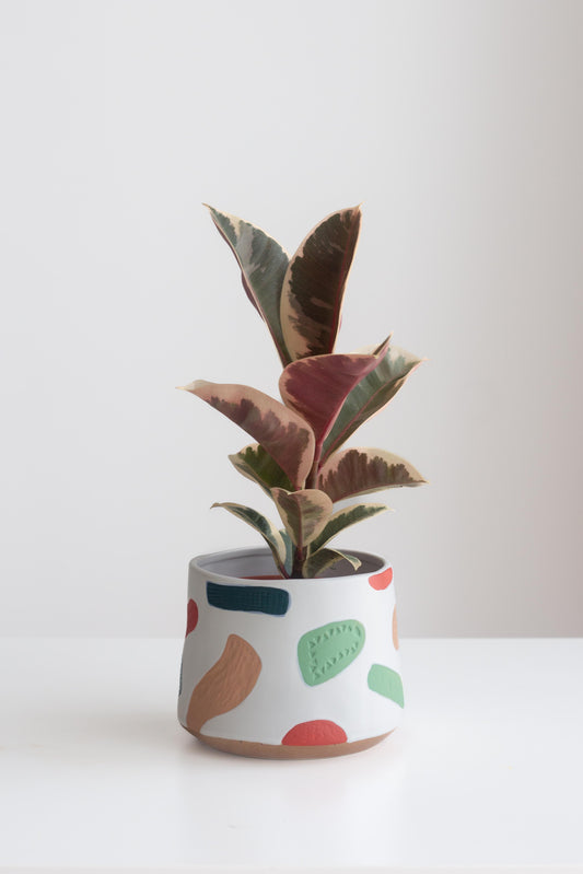 Ruby Rubber Plant