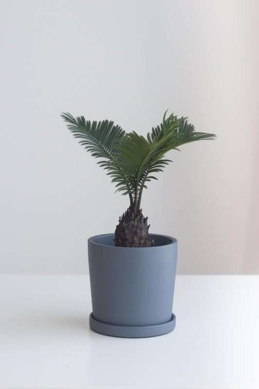 Sago Palm