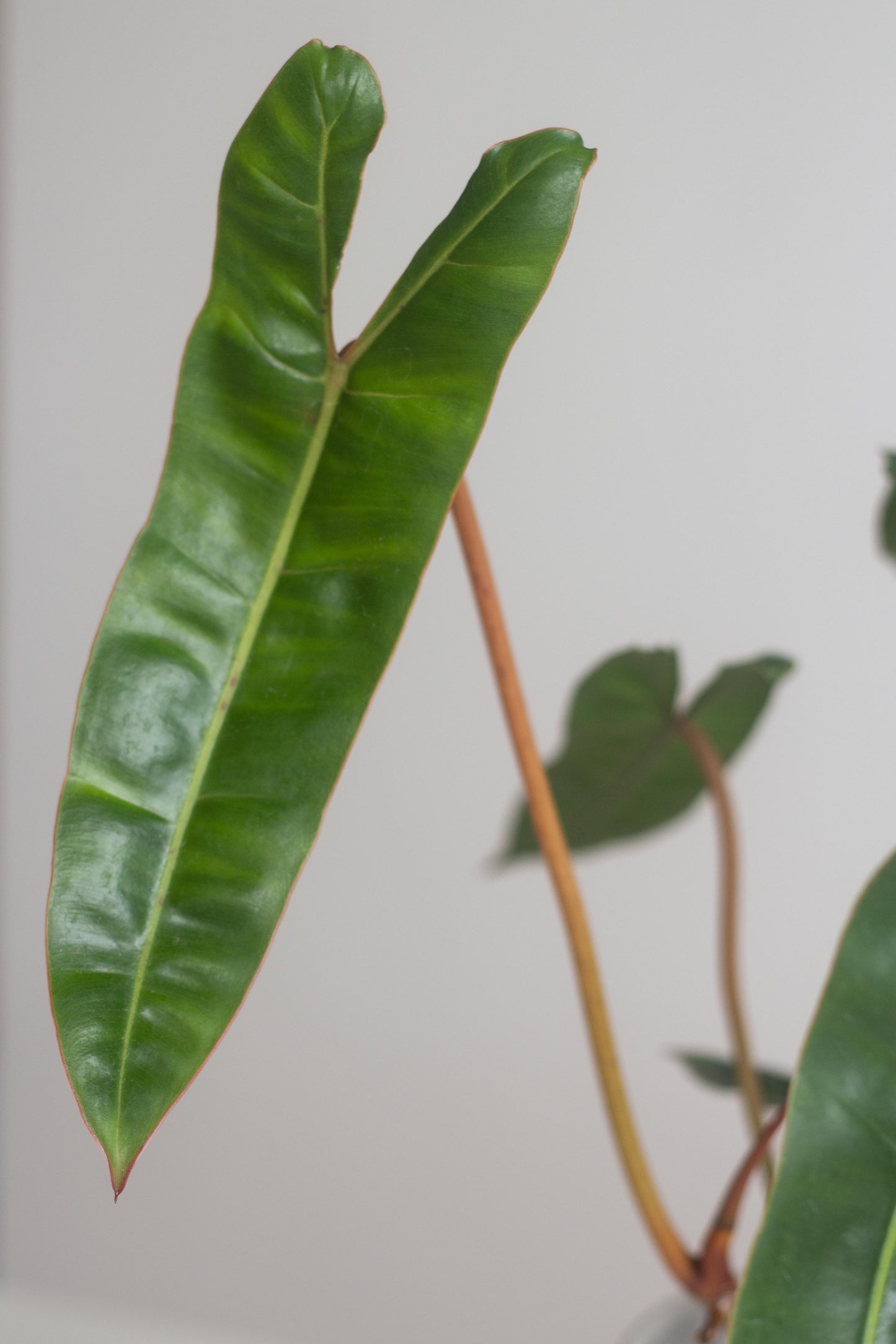 philodendron billietiae palcea variete Philodendron Billietiae – Bloomspace