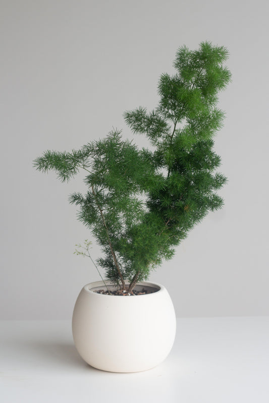 Ming Fern