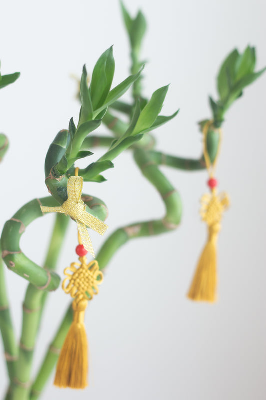 Golden Lucky Bamboo