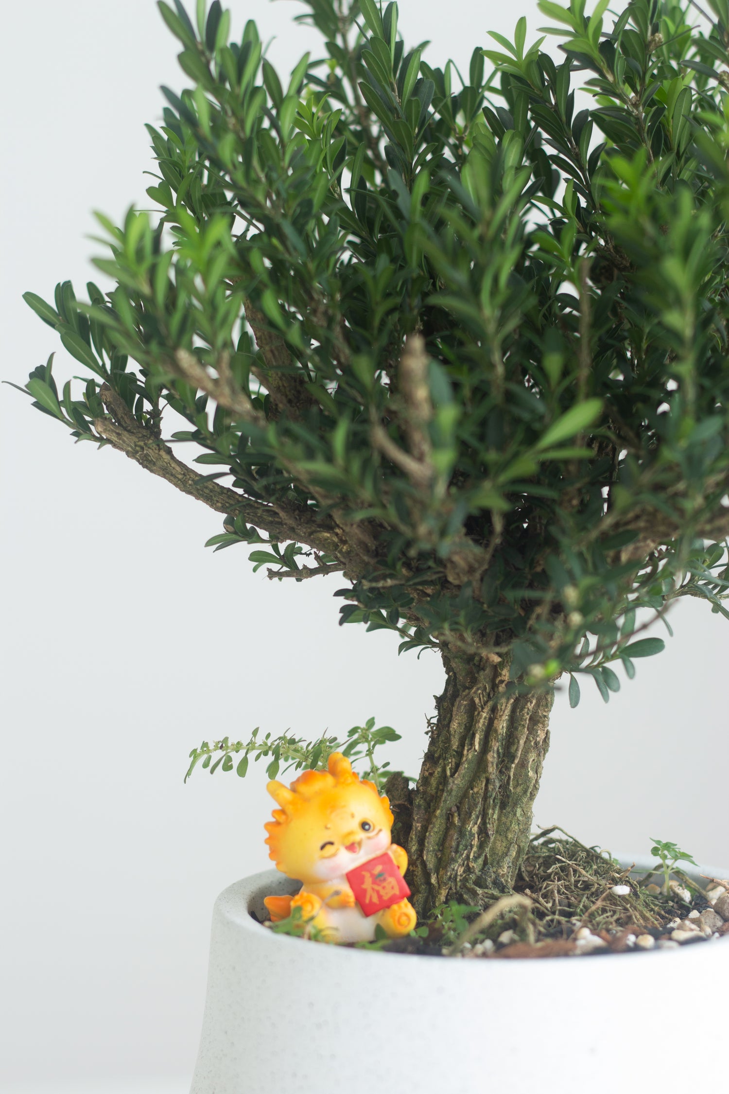buxus bonsai tree Buxus Bonsai – Bloomspace