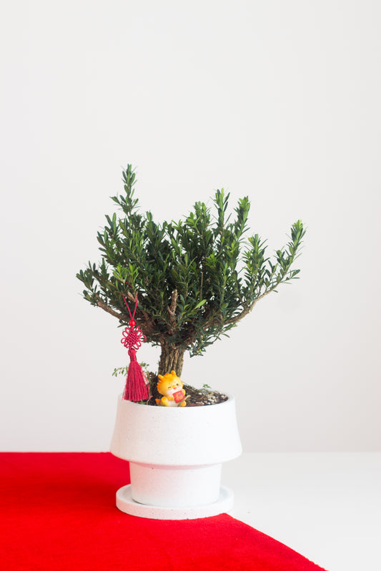 Buxus Bonsai