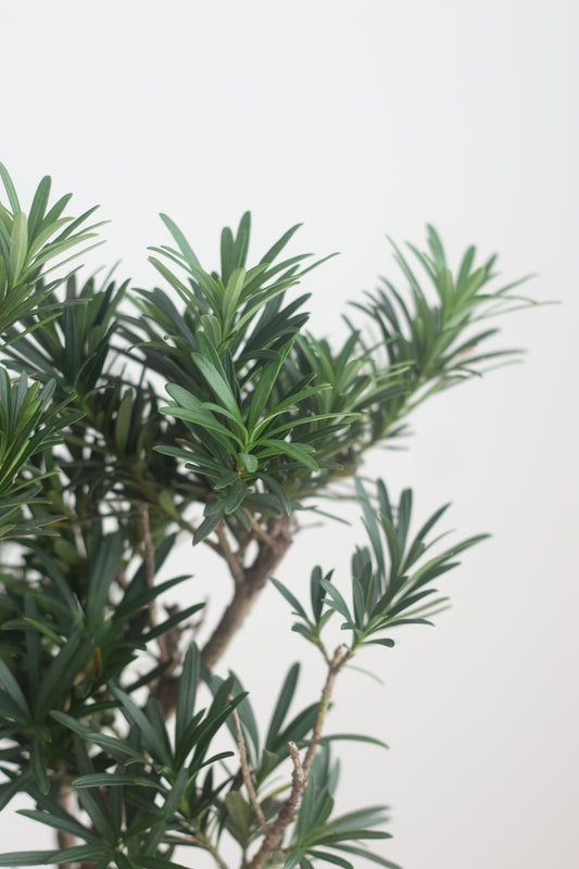 Buddhist Pine
