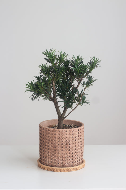 Buddhist Pine