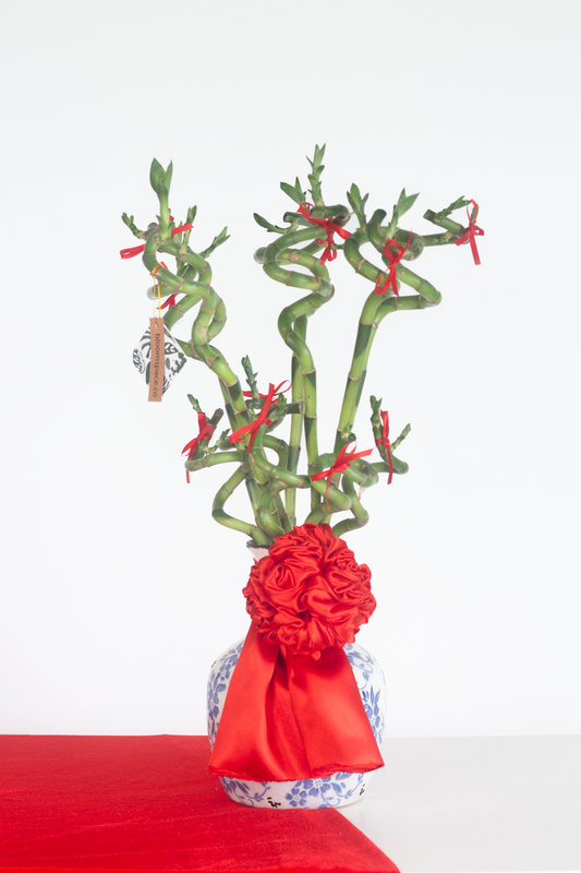 Prosperous Lucky Bamboo