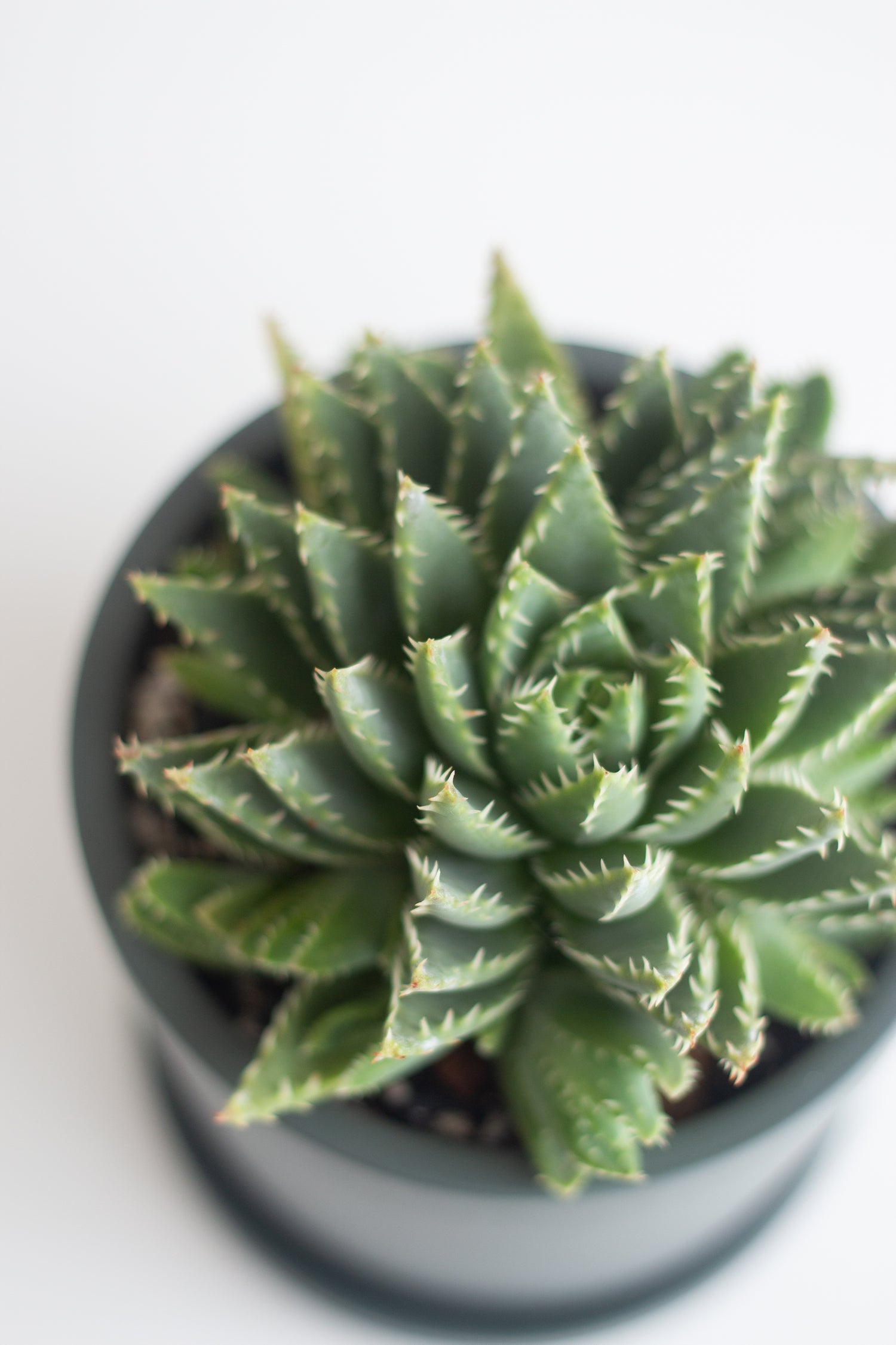 brevifolia succulent Aloe Brevifolia – Bloomspace