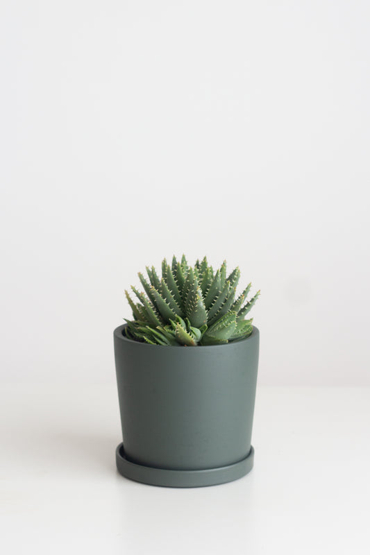 Aloe Brevifolia