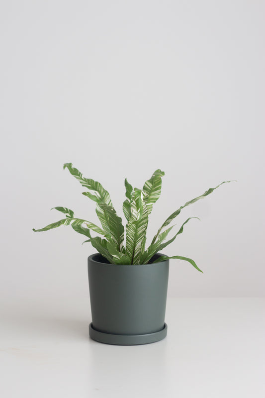 Asplenium Nidus Variegated