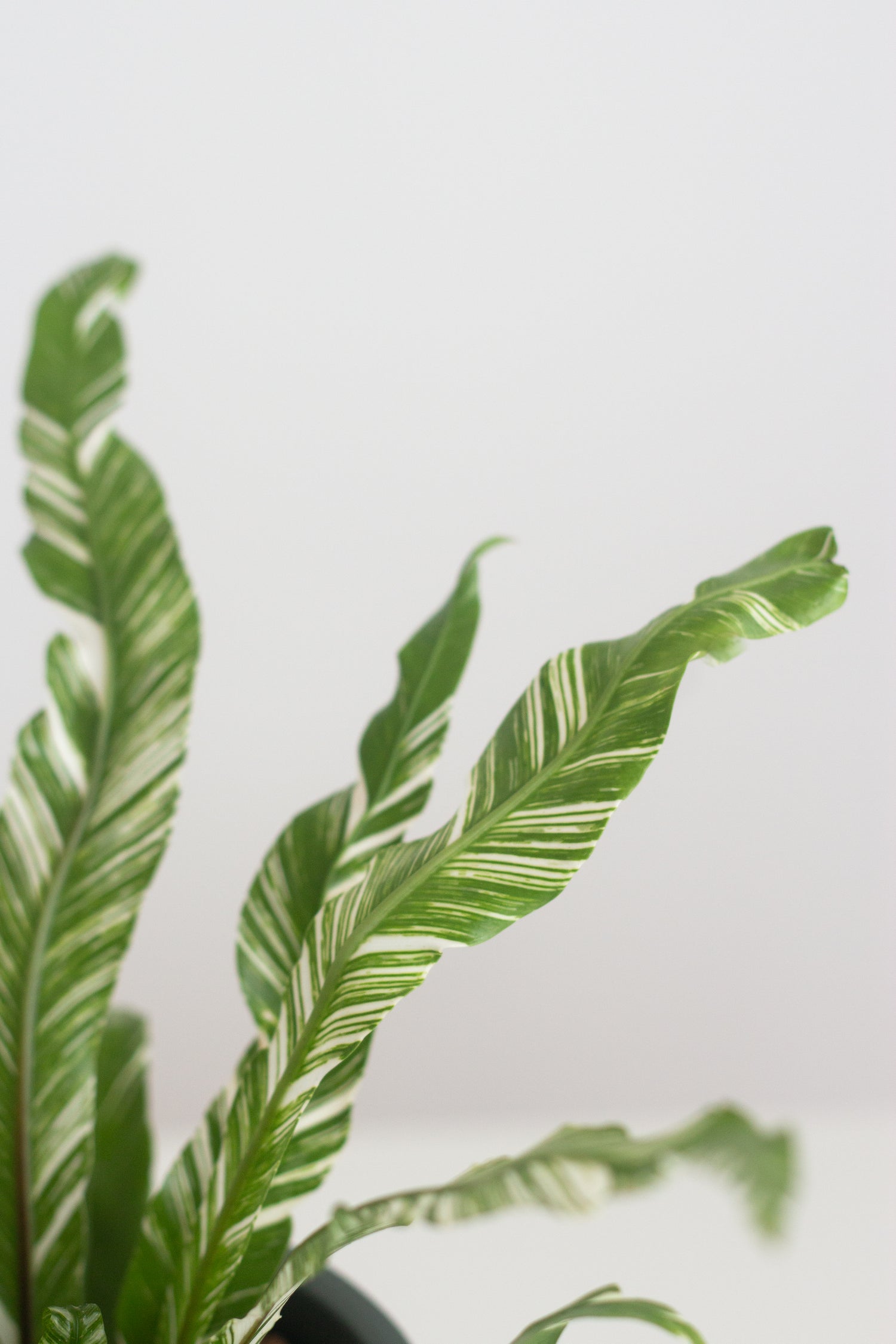 bird nest fern variegated Asplenium Nidus Variegated – Bloomspace