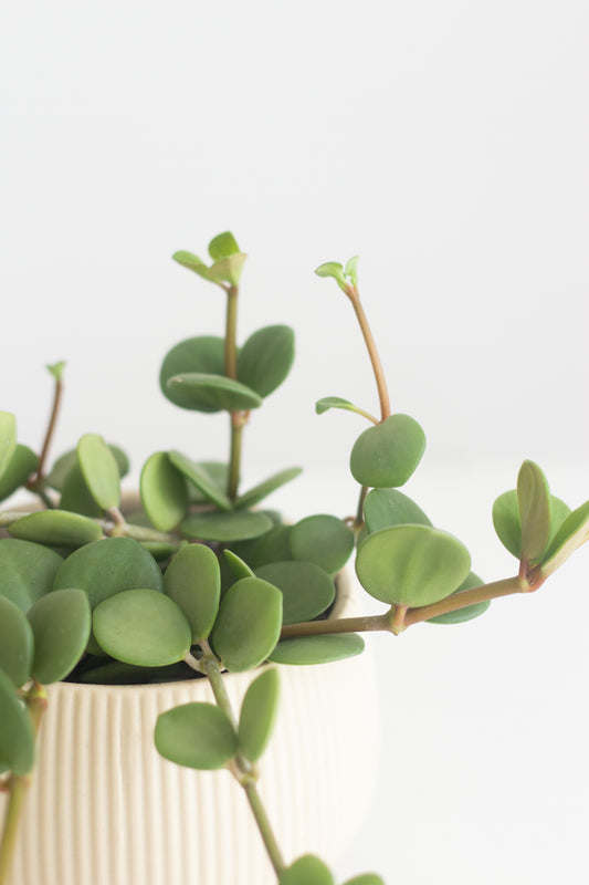 Peperomia Hope
