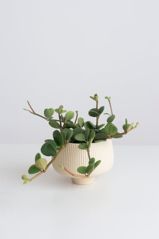 Peperomia Hope