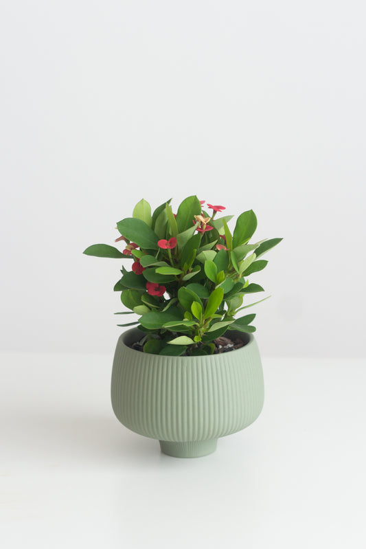 Euphorbia Milii