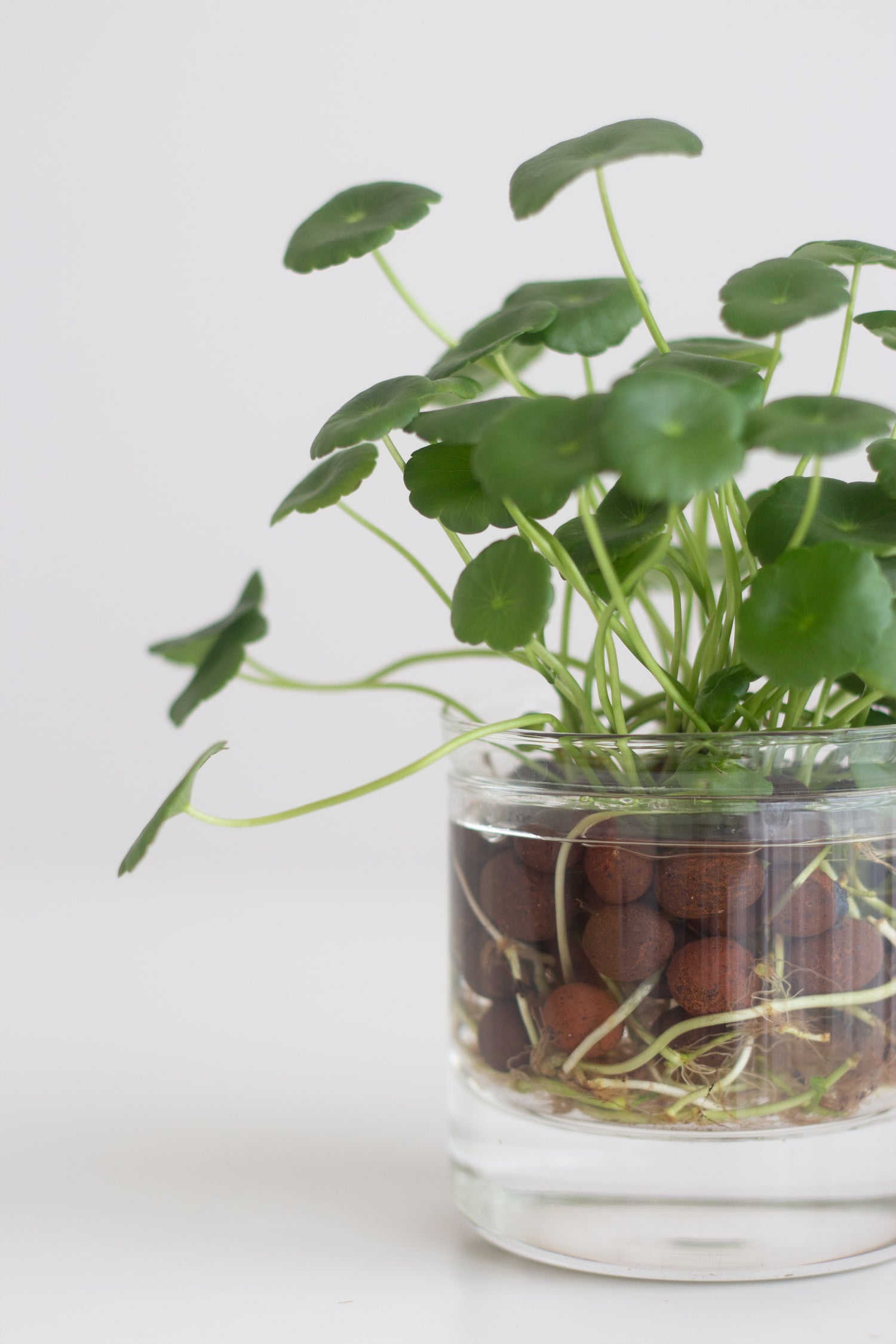 pennywort indoor plant Water Pennywort – Bloomspace