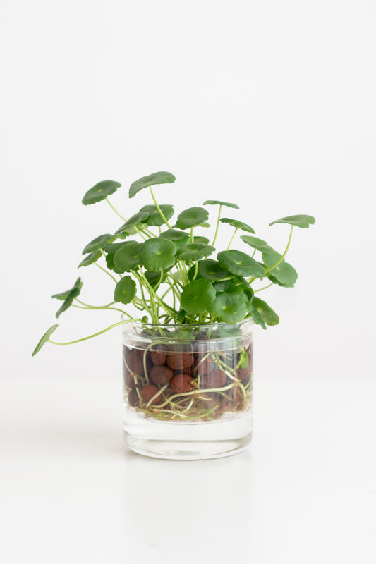 Water Pennywort