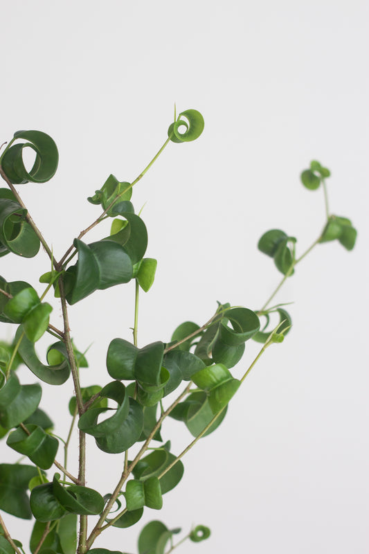 Ficus Benjamina Barok