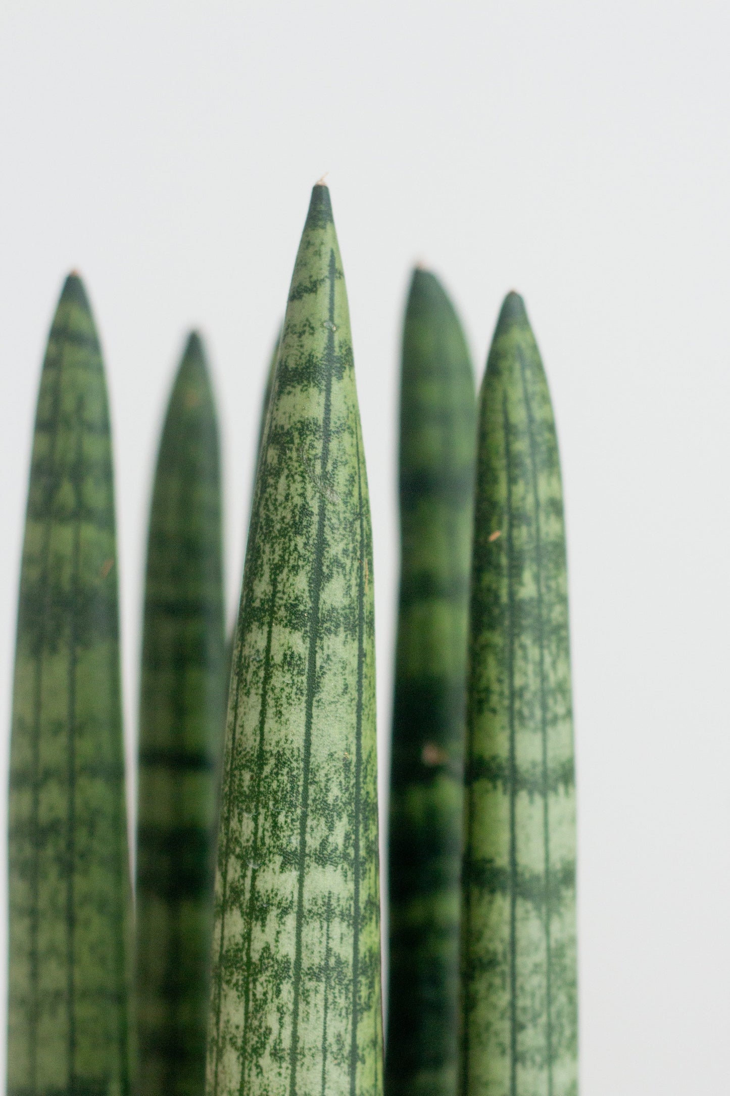 Sansevieria Cylindrica
