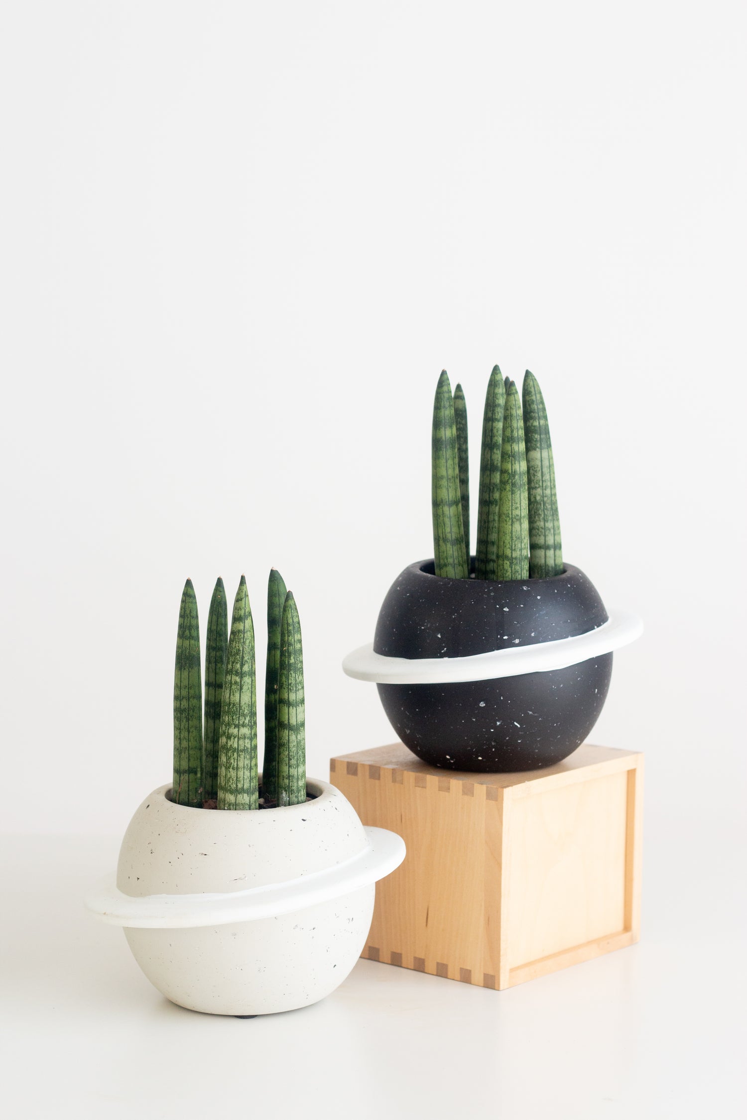 sansevieria cylindrica pot Sansevieria Cylindrica – Bloomspace
