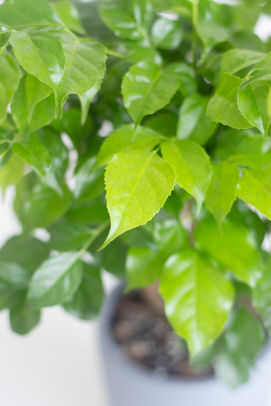 China Doll Plant