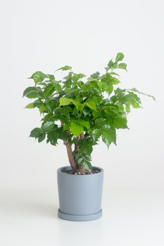 China Doll Plant