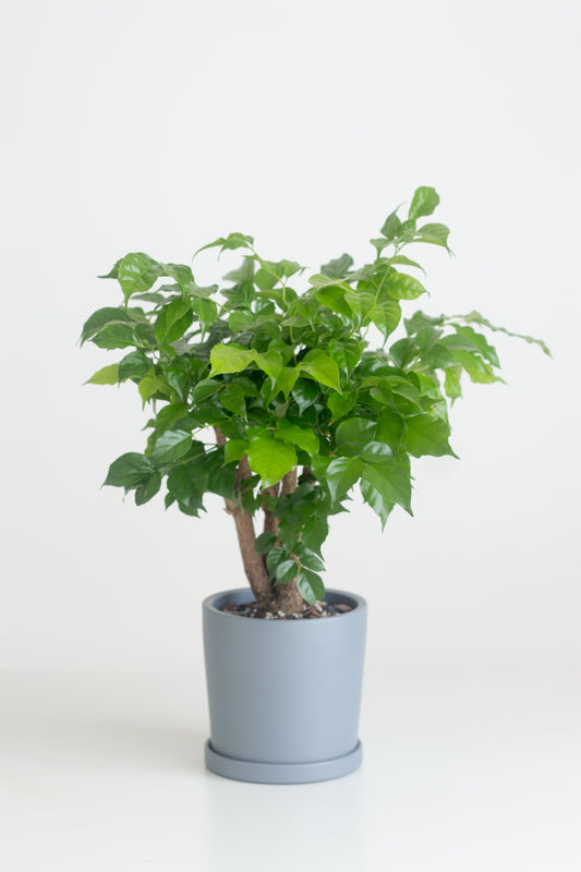 China Doll Plant