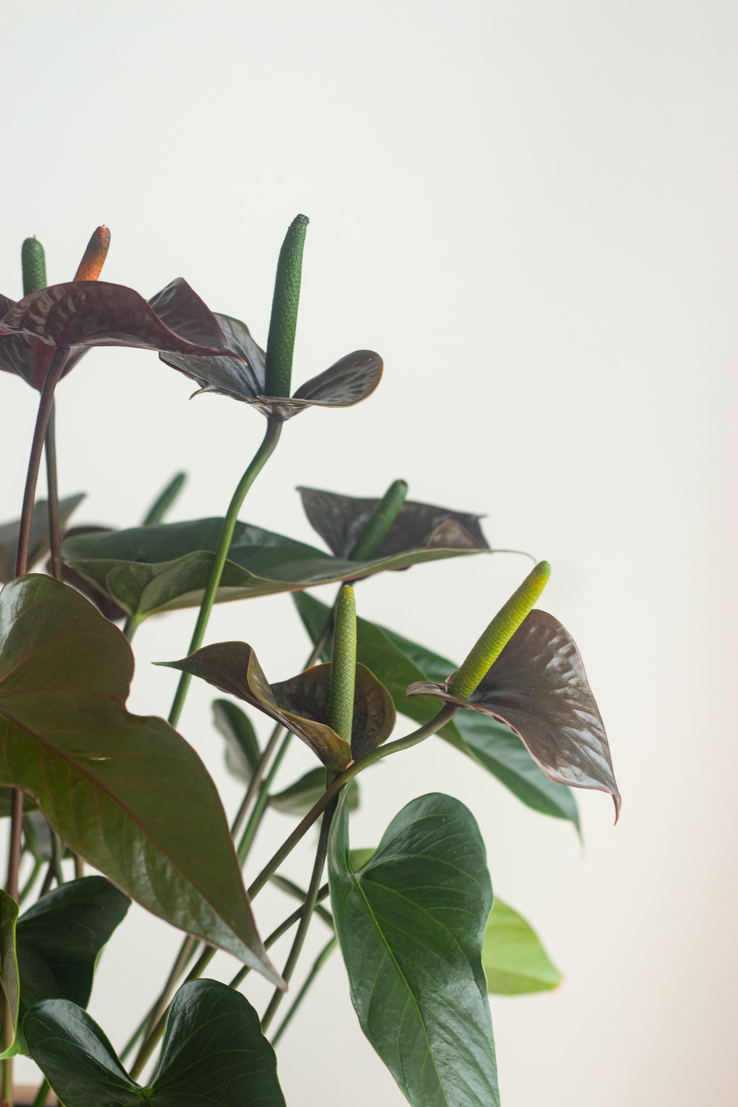 anthurium black love care Anthurium Black Love – Bloomspace
