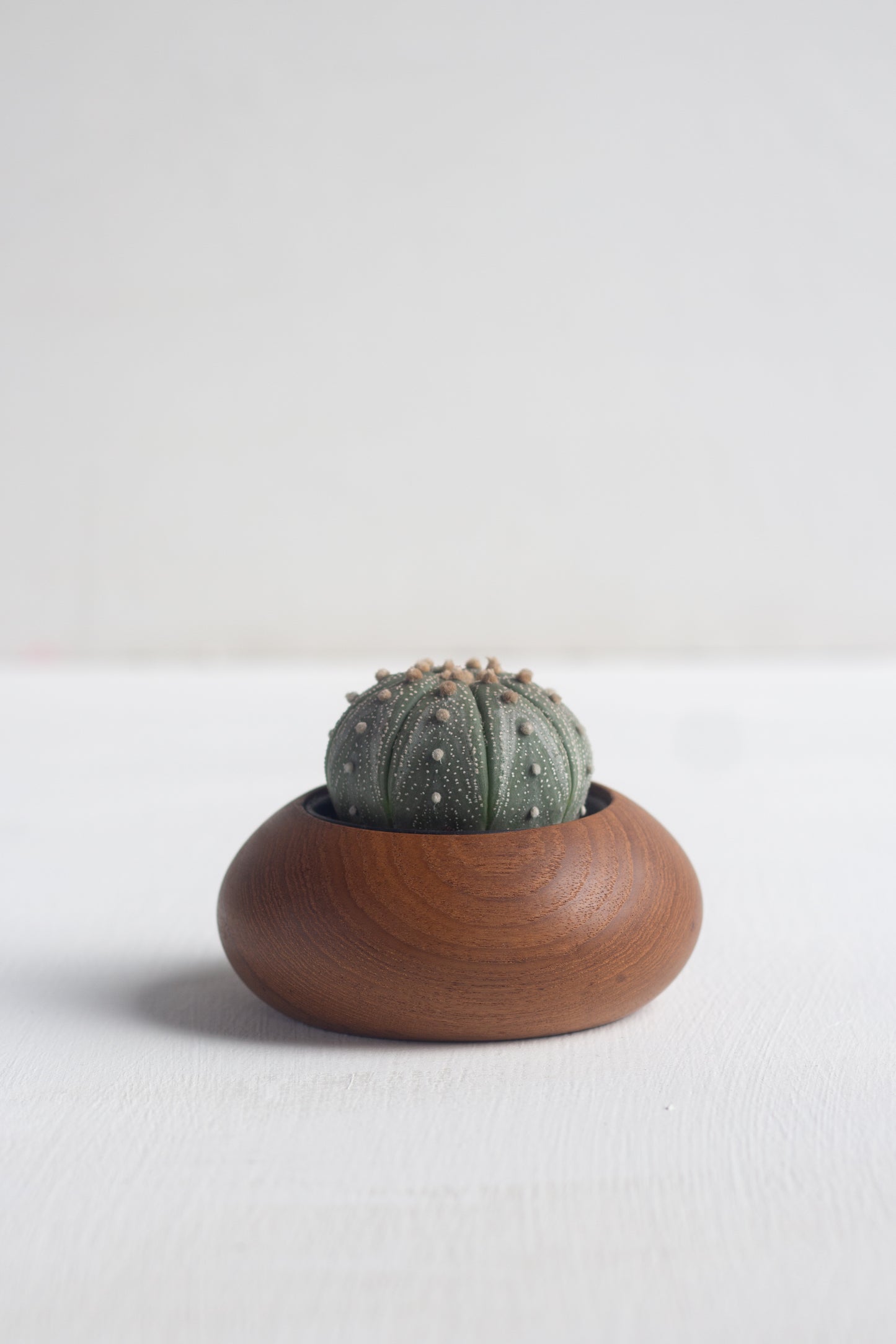 succulent gems Succulent Gem – Bloomspace